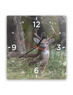 Jeleník bielochvostý