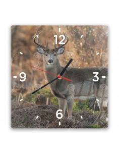 Jeleník bielochvostý