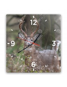 Jeleník bielochvostý