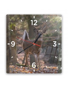 Jeleník bielochvostý