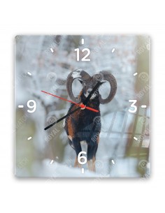Mouflon