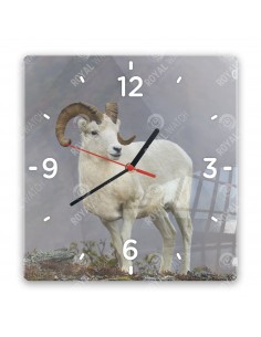 Dall-Schaf