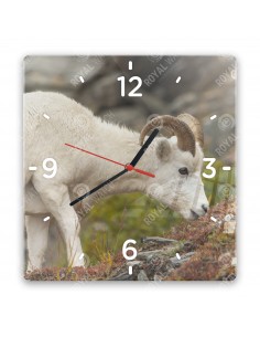 Dall sheep