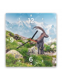 Alpensteinbock