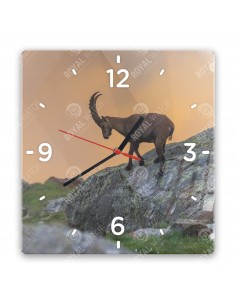Alpine ibex