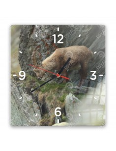 Alpine ibex