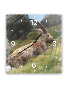 Alpensteinbock