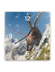 Alpensteinbock