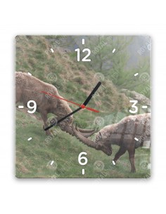 Alpensteinbock