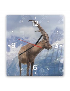 Alpine ibex