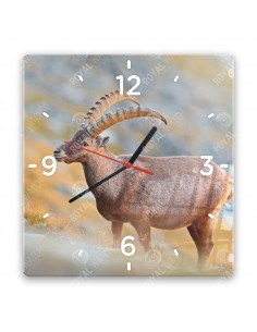 Alpensteinbock
