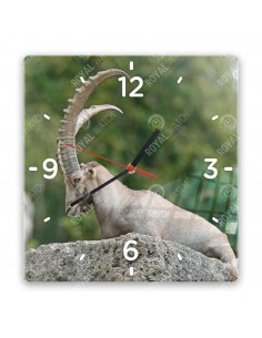 Alpensteinbock