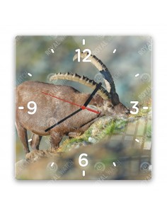Alpensteinbock