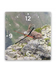 Alpensteinbock