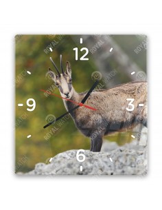 Gämse