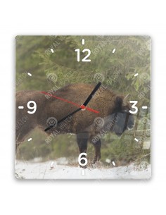 Wisent