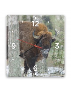 European bison