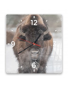 Amerikanischer Bison