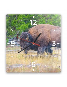 Amerikanischer Bison