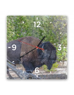 Amerikanischer Bison