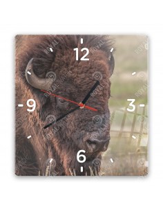 Amerikanischer Bison