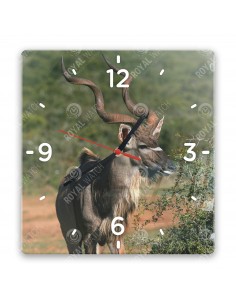 Kudu velký
