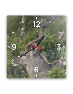 Kudu wielkie