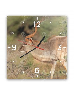 Nagy kudu