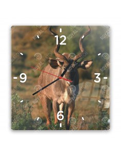 Kudu wielkie