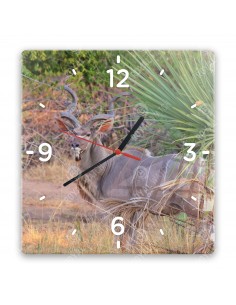 Kudu wielkie
