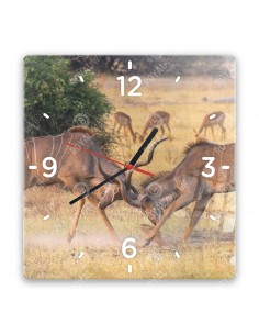 Kudu antilope