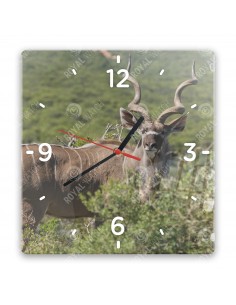 Kudu wielkie