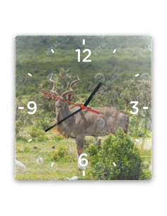 Nagy kudu