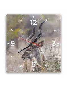 Kudu velký