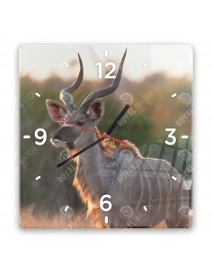 Nagy kudu
