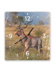 Kudu velký