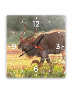 Nyala antelope