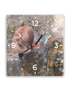 Himalayan tahr