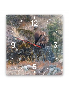 Himalayan tahr
