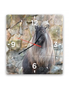 Tahr himálajský