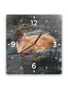 Sörényes tahr