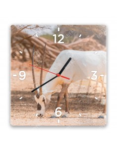 Priamorožec arabský