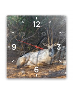 Priamorožec arabský