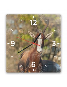 Беломордый бубал