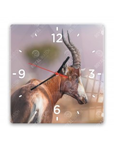 Antylopa Blesbok