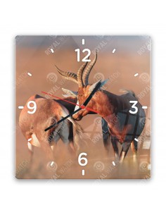 Blesbok antelope