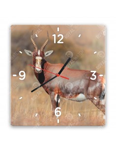 Blesbok antelope