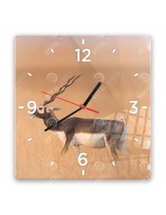 Hirschziegenantilope