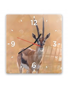 Thomson gazella