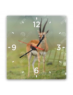 Thomson gazella